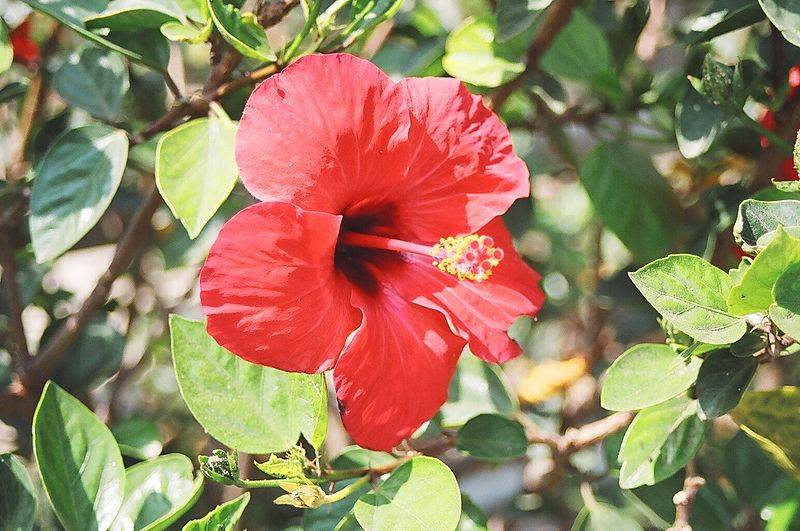 Flor de Jamaica - Belleza Permanente